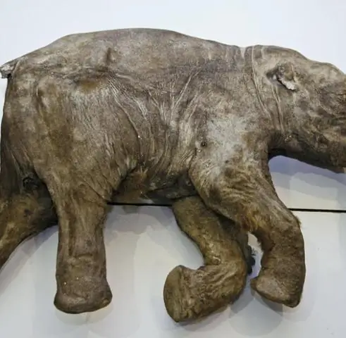 Ученые клонируют вирус, чтобы помочь остановить массовое заболевание винограда