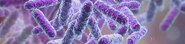 Синтетический микробиом? Генная инженерия позволяет разным видам бактерий взаимодействовать