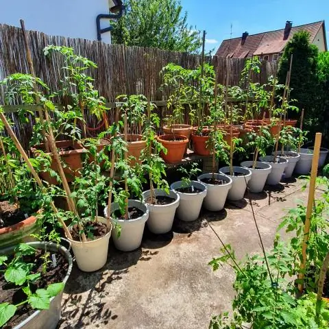 Сине-зеленые водоросли обещают повысить урожайность продовольственных культур