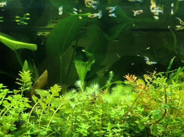 Прибрежная полоса в Бразилии проливает новый свет на раннее земледелие