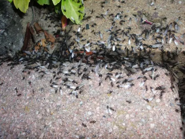 Ученые в Твиттере изучают летающих муравьев, бормотание скворцов и домашних пауков