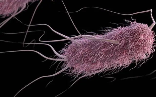 Признаки bacteria уже в зародыше крупного рогатого скота