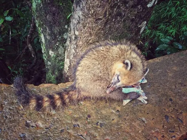 Популяция детенышей австралийского морского котика сокращается: программа долгосрочного мониторинга эффективна для отслеживания популяций тюленей с течением времени