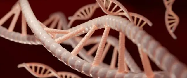 ДНК раннесредневековых алеманнских воинов и их окружения расшифрована