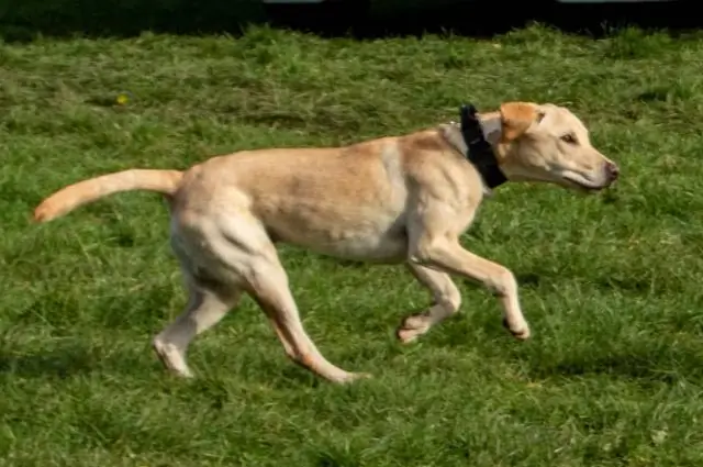 Таракан-киборг может когда-нибудь спасти вам жизнь: Нейроконтроллер ученых может повысить производительность микро-биоботов