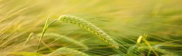 Более продолжительное ежедневное голодание улучшает здоровье и продолжительность жизни мышей: преимущества, наблюдаемые независимо от потребления калорий и состава диеты в новом исследовании