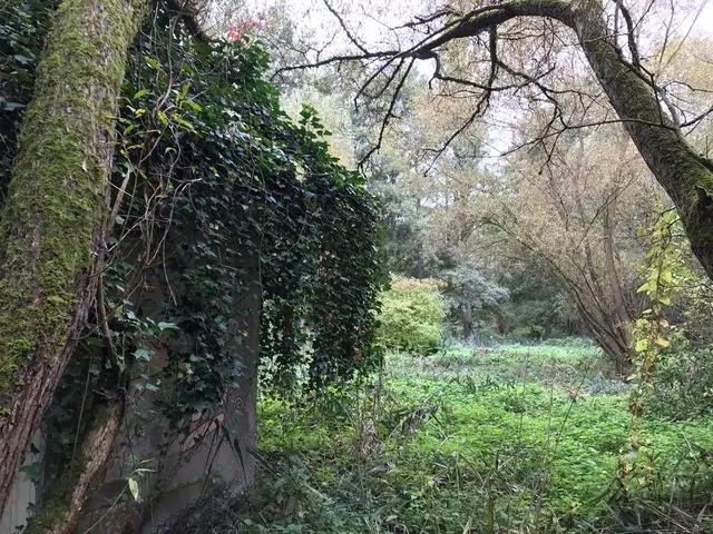 Влияние фрагментации среды обитания на перелетных птиц