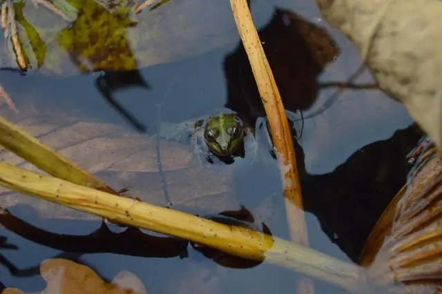 Адаптивные ящерицы иллюстрируют ключевой эволюционный процесс, предложенный столетие назад