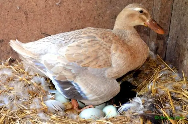 Гости Protocell покидают гнездо