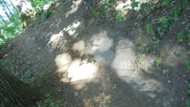 Супержуки часто прыгают между людьми и животными