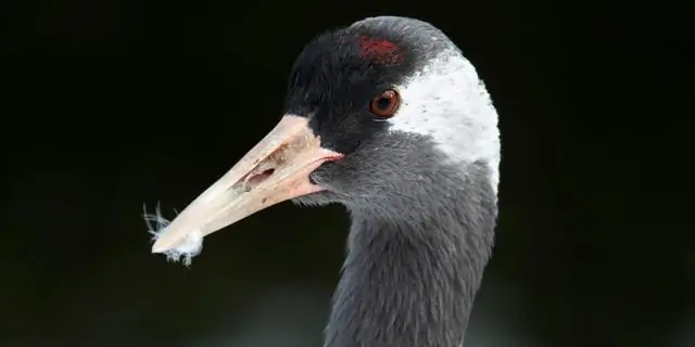 Птицы помогают друг другу частично из эгоистичных побуждений