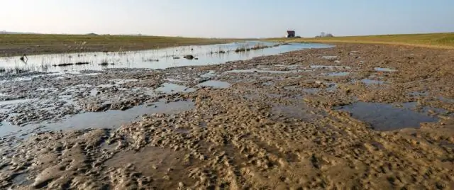 Потепление: изначально торфяники будут хранить больше углерода, но это изменится