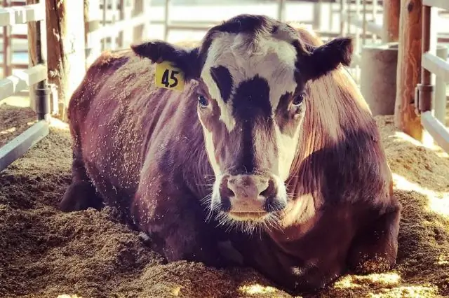 Естественный механизм может снизить выбросы от тропических торфяников