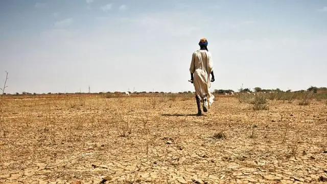 Европейская директива по возобновляемым источникам энергии готова нанести вред глобальным лесам, утверждают эксперты