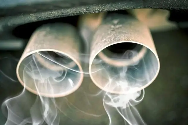 Виды черепах в серьезном сокращении: масштабные экологические последствия