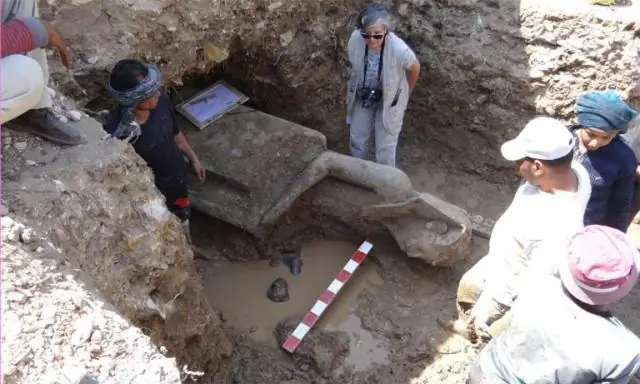 Новый вид растений, обнаруженный в музее, вероятно, вымер