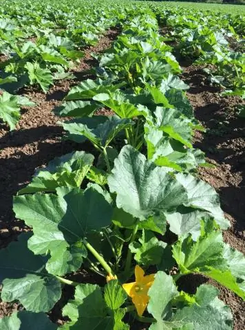 Открытие самого раннего рисунка