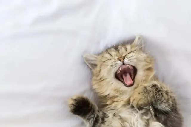 Вирусы под микроскопом