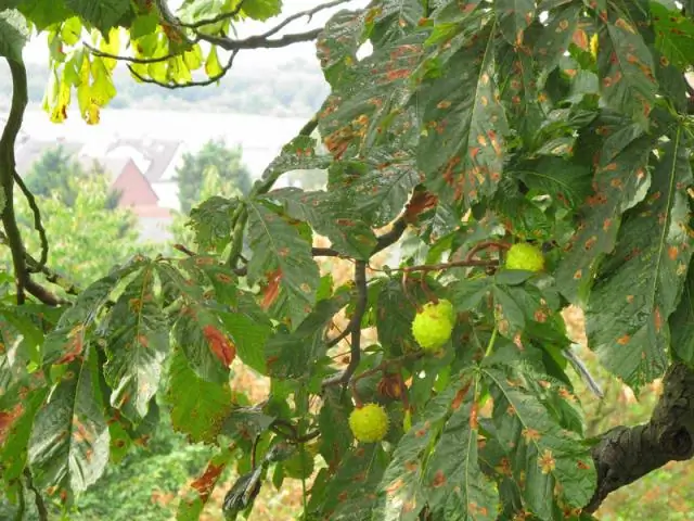 Крошечный мотылек из Азии быстро распространяется по сибирским вязам в восточной части Северной Америки