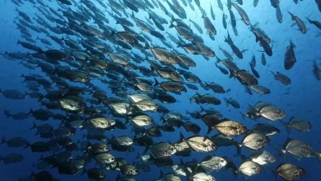 Древнейшие животные Земли сформировали сложные экологические сообщества