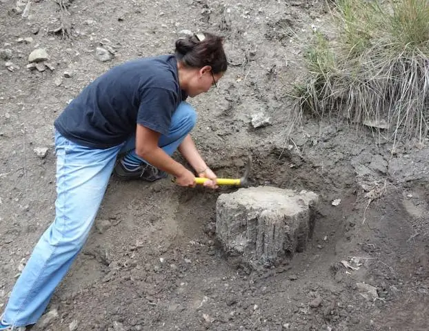 В поисках подсказок об экстремальных изменениях климата: почти 13 000 лет назад сосны на юге Франции испытали резкое похолодание, которое ученые реконструировали