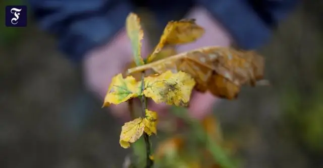 Подтверждена устойчивость джунгриса к глифосату