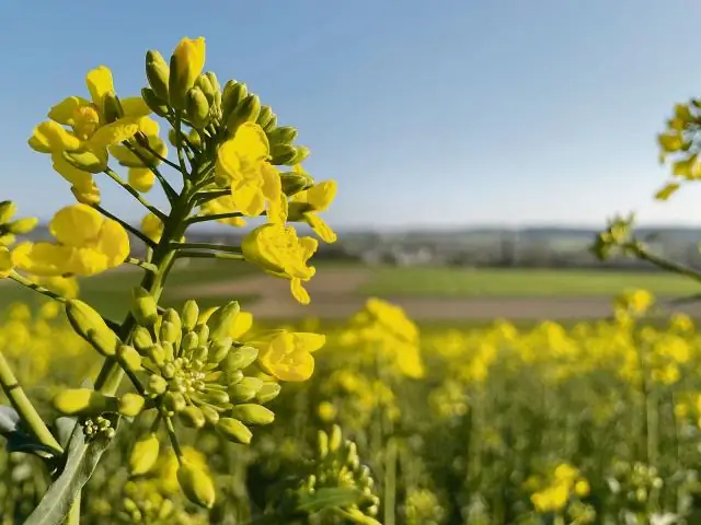 Наночастицы серебра токсичны для водных организмов