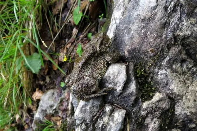 Тростниковая жаба: Ученые взломали генетический код