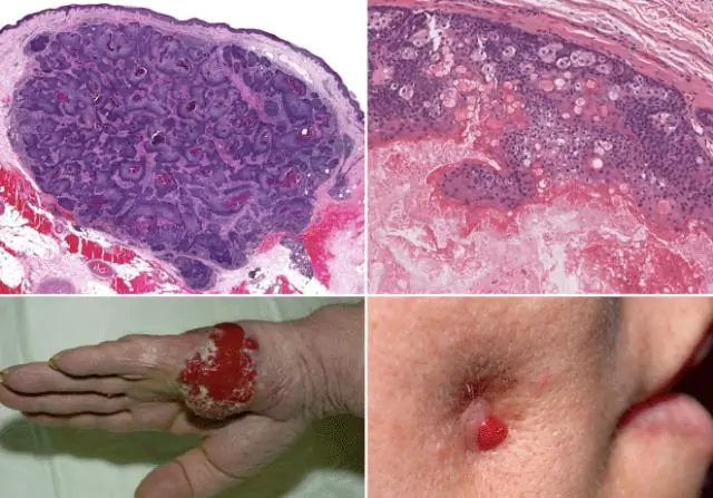 Новое исследование выявило большое количество находящихся под угрозой исчезновения рыб под водопадом в реке Сан-Хуан