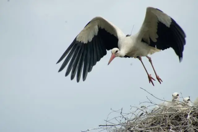 Недавно идентифицированные виды африканских птиц уже попали в беду