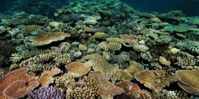 Изменение климата меняет состав рифов