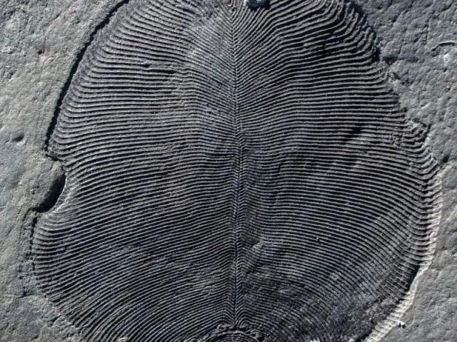 Жир 558 миллионов лет назад показывает самое раннее известное животное