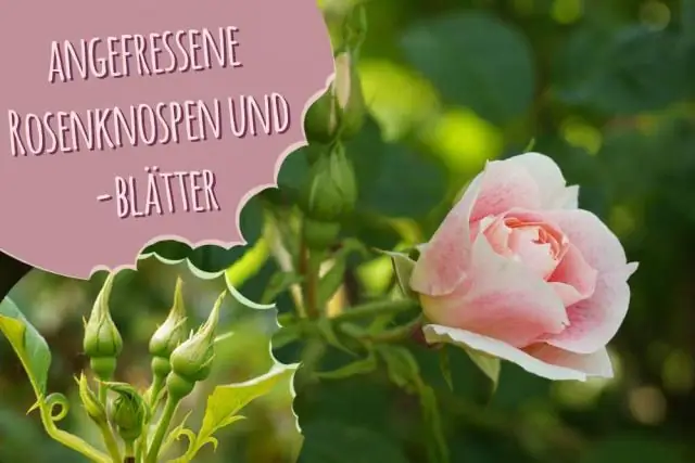 Что ест эти вымирающие орхидеи? Как питающиеся семенами мухи угрожают пяти видам орхидей