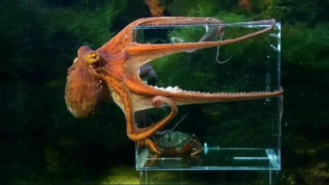 Осьминоги, которым давали наркотик для настроения «экстази», выявили генетическую связь с эволюцией социального поведения у людей