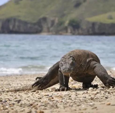 Первые хищники и их самовосстанавливающиеся зубы: Ученый исследует окаменелые остатки позвонков