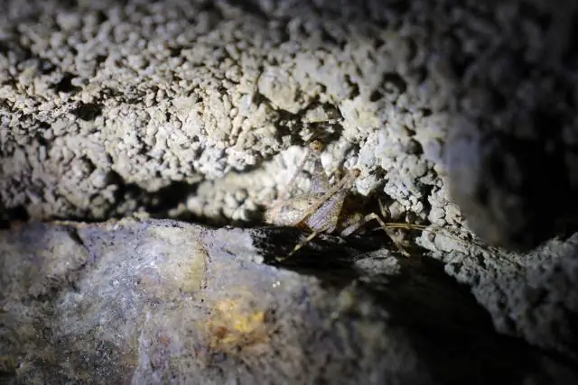 Некоторые самки термитов могут размножаться без самцов