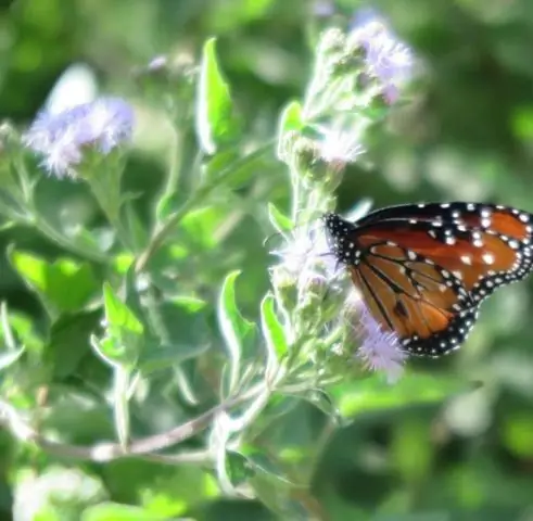Новые виды ослепительных рыб неонового цвета