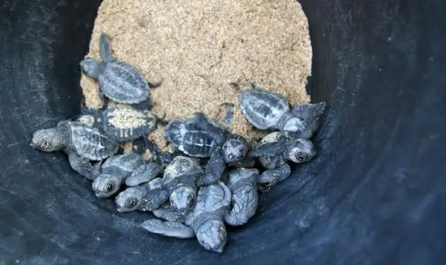 Микропластик обнаружен глубоко в песке, где гнездятся черепахи