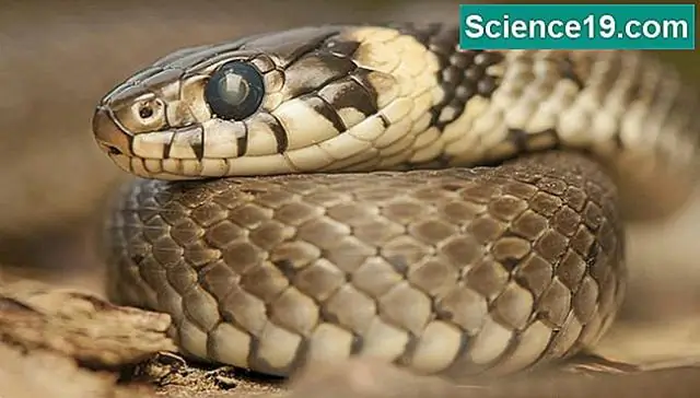 Инвазивные змеи путешествуют автостопом по самолетам