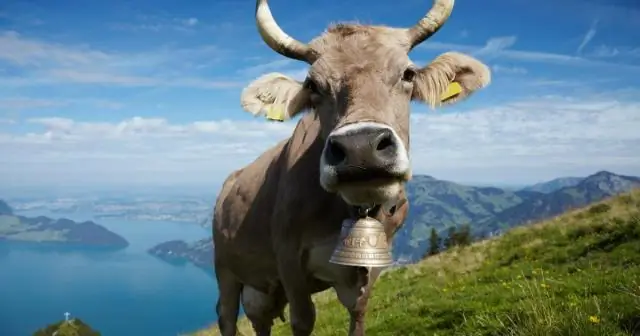 Исследователи обнаружили, что пороги осадков регулируют углеродный обмен