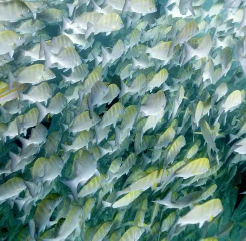 Встряхивание роя: исследователи изучают, как пчелы сотрудничают, чтобы стабилизировать скопления роя