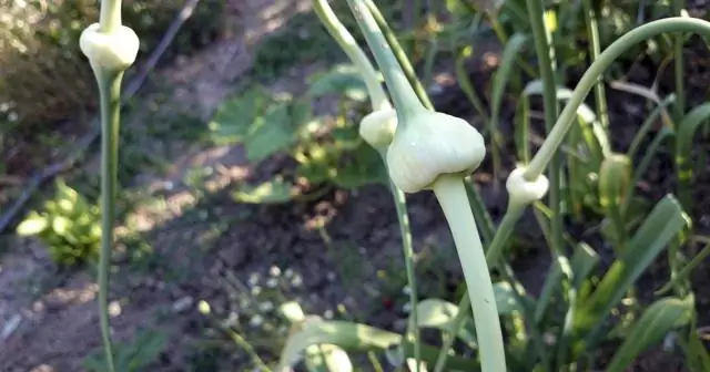 Высокие растения перемещаются в Арктику из-за изменения климата