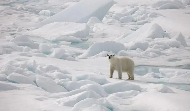 Ученые показывают, что полярная «полынья» поддерживала морскую жизнь во время последнего ледникового периода
