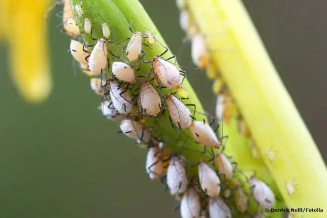 Тля использует зрение, чтобы избежать смертельных бактерий, что может привести к борьбе с вредителями