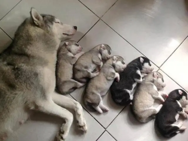 Собачий интеллект «не исключительный»