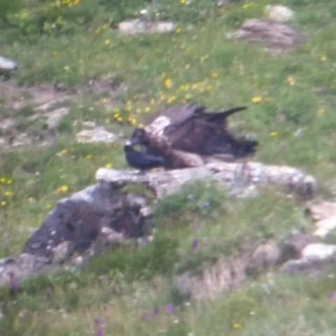 Смелые самцы птиц быстрее и сильнее падают на своих партнеров