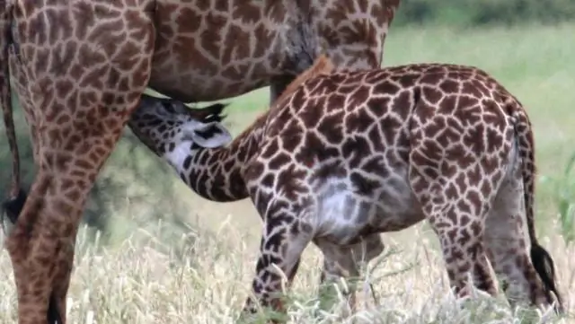 Детеныши жирафов наследуют пятна от своих матерей