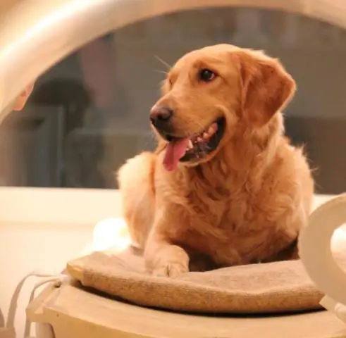 Биологи обнаружили новую генетическую взаимозависимость между матерями и их потомством