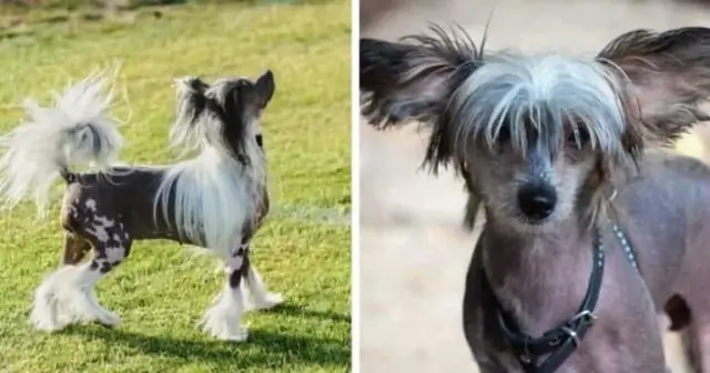 Семейство грызунов может объяснить, как некоторые группы животных стали такими разнообразными