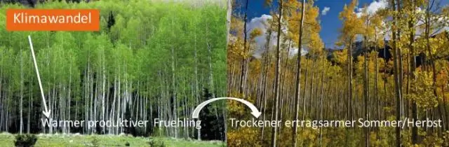 Более теплая весна приводит к меньшему росту растений летом